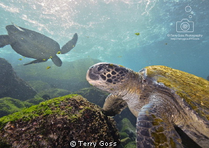 The Salad Bar is Now Open - Chelonia mydas, a group of th... by Terry Goss 